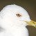 Ring-billed Gull